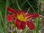 Hemerocallis Admiral Nelson